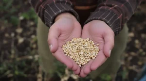 Ces légumes anciens à semer dès février rendent votre potager plus résistant et vous en avance sur 90 % des jardiniers