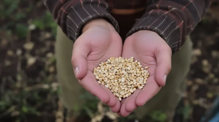 Ces légumes anciens à semer dès février rendent votre potager plus résistant et vous en avance sur 90 % des jardiniers