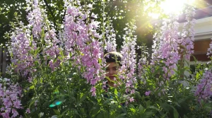 Cette fleur élue plante annuelle 2026 transforme votre jardin en vrai refuge pour oiseaux et abeilles