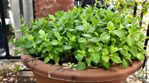 Cette plante remplace les cubes de bouillon en cuisine et se met en pot à cette période précise