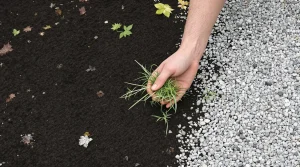 « Je ne désherbe plus jamais mes graviers » : la méthode de paysagiste que tout le monde devrait enfin adopter