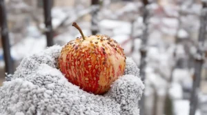 L'animatrice Caroline Munoz dévoile une solution toute simple pour aider les oiseaux à passer l'hiver