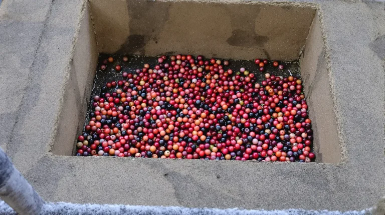 Le geste simple que les passionnés utilisent vraiment pour attirer les mésanges sur leur balcon