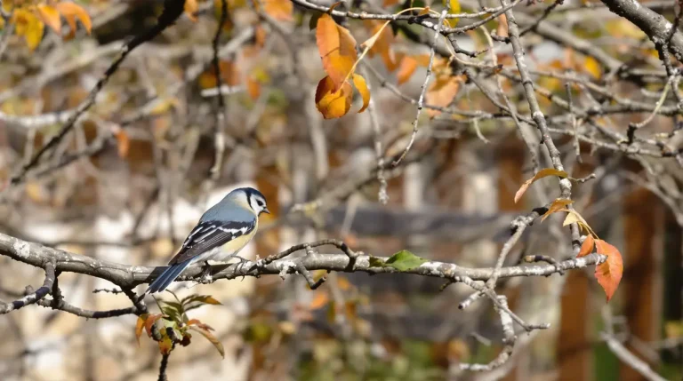 Les amoureux des oiseaux le savent : ce signal clair indique qu'il faut réduire le nourrissage