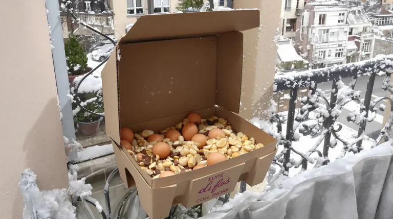 Ne jetez plus vos vieilles boîtes d’œufs : elles deviennent précieuses au jardin pour attirer les oiseaux cet hiver