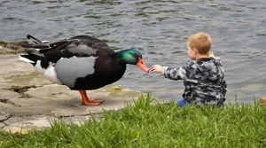 Noir, blanc et rouge : mais quel est ce drôle d'oiseau qui nage dans la Vilaine à Rennes ?