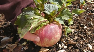 Potager d’hiver : la plupart des jardiniers oublient de semer cette salade fin février et ratent des récoltes folles au printemps