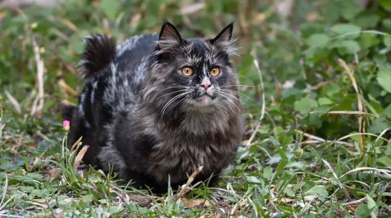 Quelle est la journée type du merle et ne fait-il vraiment que chanter ?