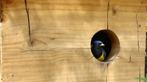 Votre nichoir reste vide ? Ces 12 oiseaux de jardin l’adorent si vous choisissez enfin le bon modèle